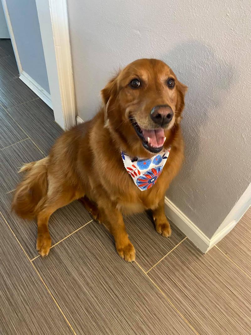 Dashi, the official studio greeter.